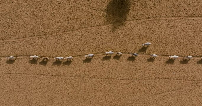 Straight down aerial zoom in. Herd of cattle walking miles to get to waterhole after looking for grazing in the Sahel, Sahara Desert. Senegal. Drought, Climate Change, Desertification