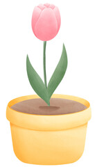 Beautiful tulip in a pot watercolor hand painting
