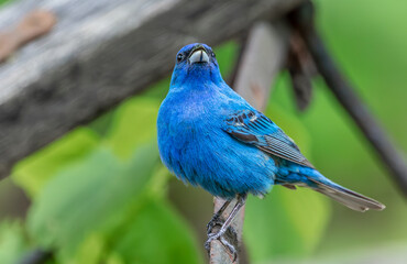 Indigo Bunting