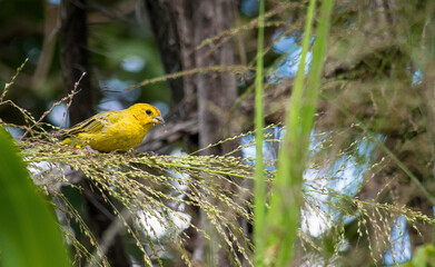 Land Canary, photographed in a tree on a farm in the Rural area of ​​Esmeraldas
