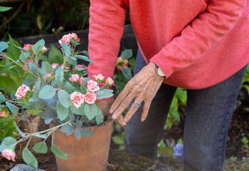 Senior woman gardening