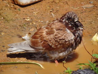 Pigeon Bathing in Mud Water