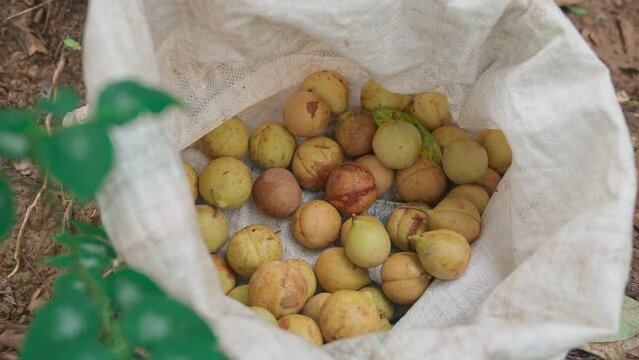 Indonesian farmers put freshly picked nutmeg into sacks
