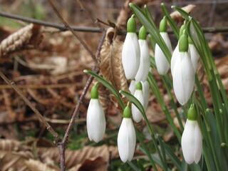 Zbliżenie na białe kwiaty z gatunku Galanthus © Kumulugma