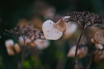Blütenblätter Hortensien vertrocknet im Herbst
