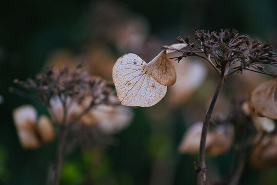 Blütenblätter Hortensien vertrocknet im Herbst - Powered by Adobe