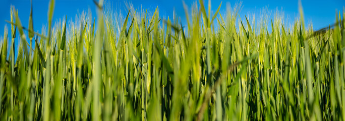 Barley field with fresh green ears in early summer with blue sky. Wide angle panorama of an...