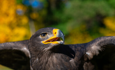 The steppe eagle (Aquila nipalensis) is a large bird of prey. Portrait of majestic eagle with...