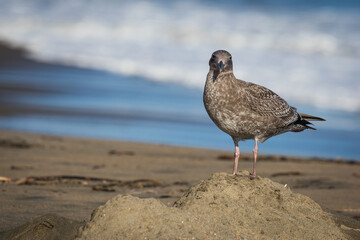 seagull on the beach