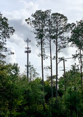 Fototapeta premium Cellular tower hidden amongst the pine trees