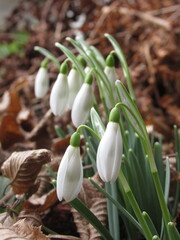 Zbliżenie na białe kwiaty z gatunku Galanthus © Kumulugma