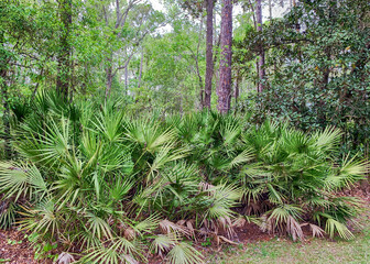 Cabbage palms in the Florida woods