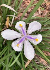 African Iris in the home landscape