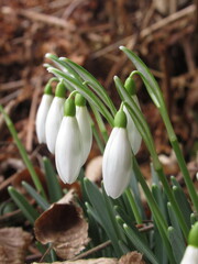 Zbliżenie na białe kwiaty z gatunku Galanthus © Kumulugma