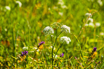 green summer background, photo shows meadow flowers and green grass