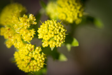 close up of yellow flowers