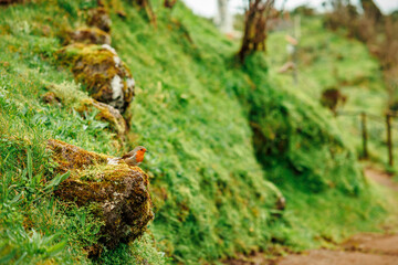 Landscapes at Azores islands, hiking at Santa Maria, Portugal, travel in Europe.