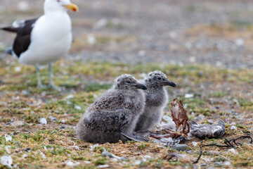 Two baby seagulls sitting nex to each other with their mother in the background guarding them