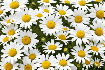 Bright chamomile daisy flower bud and stems pattern on white background. Aesthetic summer flower texture background
