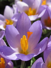 Zbliżenie na jasnoróżowe kwiaty rośliny z gatunku Crocus © Kumulugma