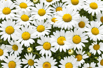 Bright chamomile daisy flower bud and stems pattern on white background. Aesthetic summer flower texture background