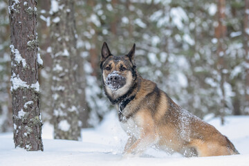 Young east siberian laika walking in deep snow