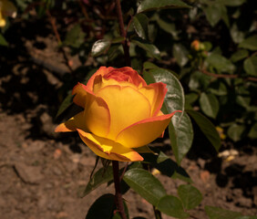 Colorful rose blooming in the garden. Closeup view of Rosa Centennial Star yellow flower, blooming...