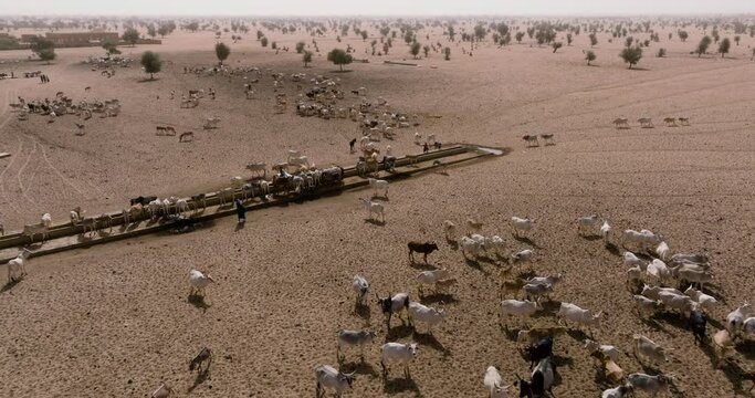 Aerial close-up fly over. Herd of cattle drinking at a waterhole after walking miles looking for grazing in the Sahel, Sahara Desert. Senegal. Drought, Climate Change, Desertification