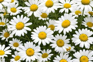 Bright chamomile daisy flower bud and stems pattern on white background. Aesthetic summer flower texture background - obrazy, fototapety, plakaty
