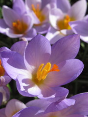 Zbliżenie na jasnoróżowe kwiaty rośliny z gatunku Crocus © Kumulugma