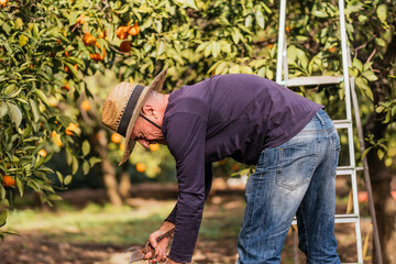 Naklejka na ściany i meble Farmer Harvesting Fresh Oranges in Sunny Orchard