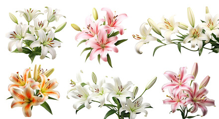 Set of elegant blooming lilies with buds, cut out - obrazy, fototapety, plakaty
