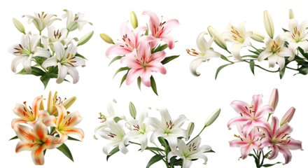 Set of elegant blooming lilies with buds, cut out