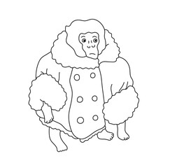Vector isolated one single monkey in a jacket colorless black and white contour line easy drawing