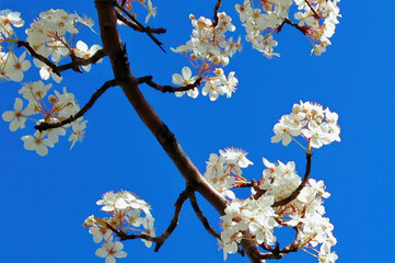 Detail of white, blossoms on a tree branch on a blue sky