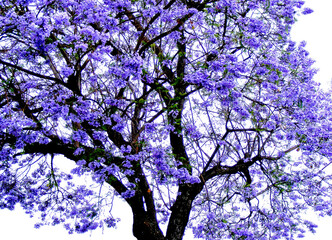 Colorful purple blossoms on a jacaranda tree in the Spring