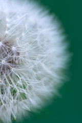 Close up of white dandelion isolated on green.