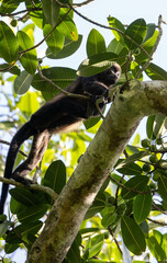 Monkey on a tree branch