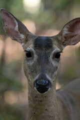 Little deer in the forest