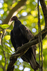 Red-headed hen on a tree branch