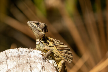 Common basilisk lizzard in the forest