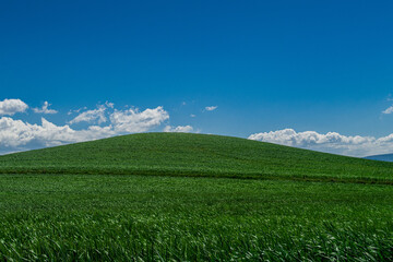 green fields in spring season