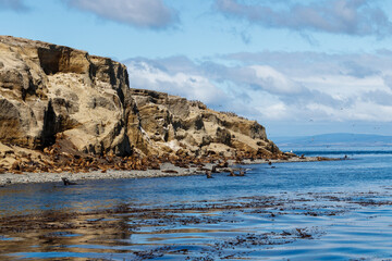 Martha Island, Punta Arenas, Magallanes Region, Chile