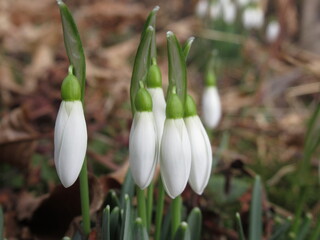 Zbliżenie na śnieżnobiałe kwiaty z gatunku Galanthus © Kumulugma