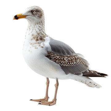 seagull isolated on transparent background, element remove background, element for design