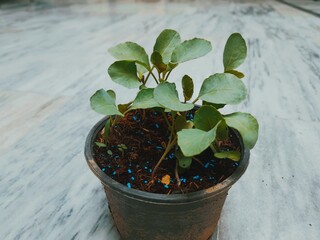 Cabbage seedling, Cabbage sprout, Cabbage plant, Cabbage pot, Baby cabbage, Young cabbage, Cabbage cultivation, Cabbage growth, Cabbage farm, gardening
