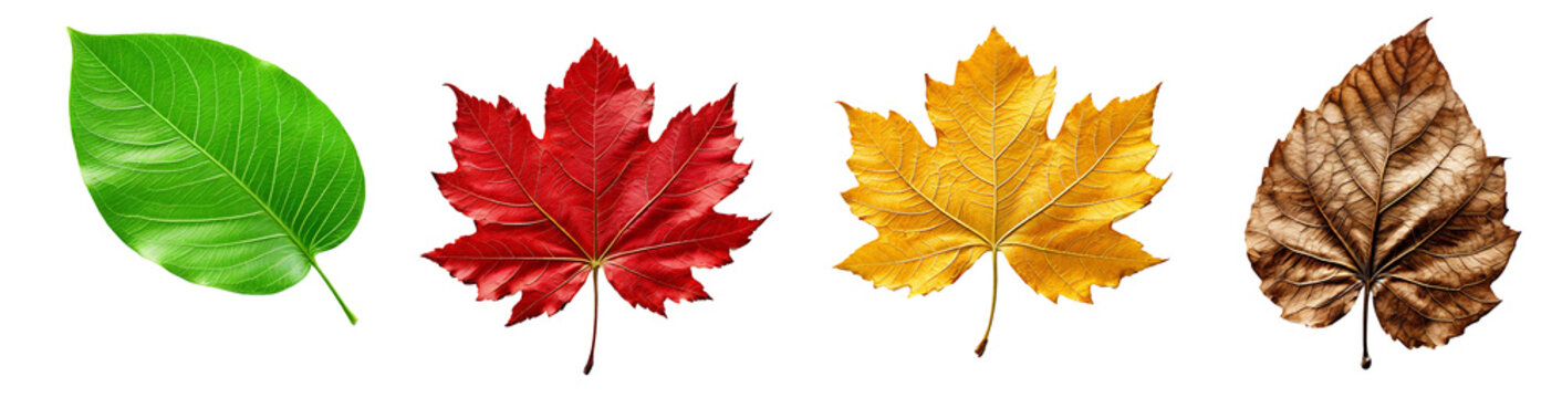 Different Colored Leaves Isolated on White Background and Transparent Background