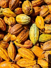 fruto de cacao, a colores 
