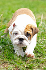 A cute puppy running on the grass is an English bulldog. A thoroughbred dog. Pets