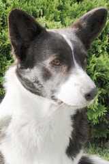 Naklejka na ściany i meble A thoroughbred dog. Welsh corgi Pembroke. Portrait. Pets